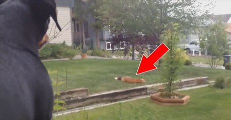 Ce chien aperçoit un renard en train de jouer dehors avec son propre jouet !