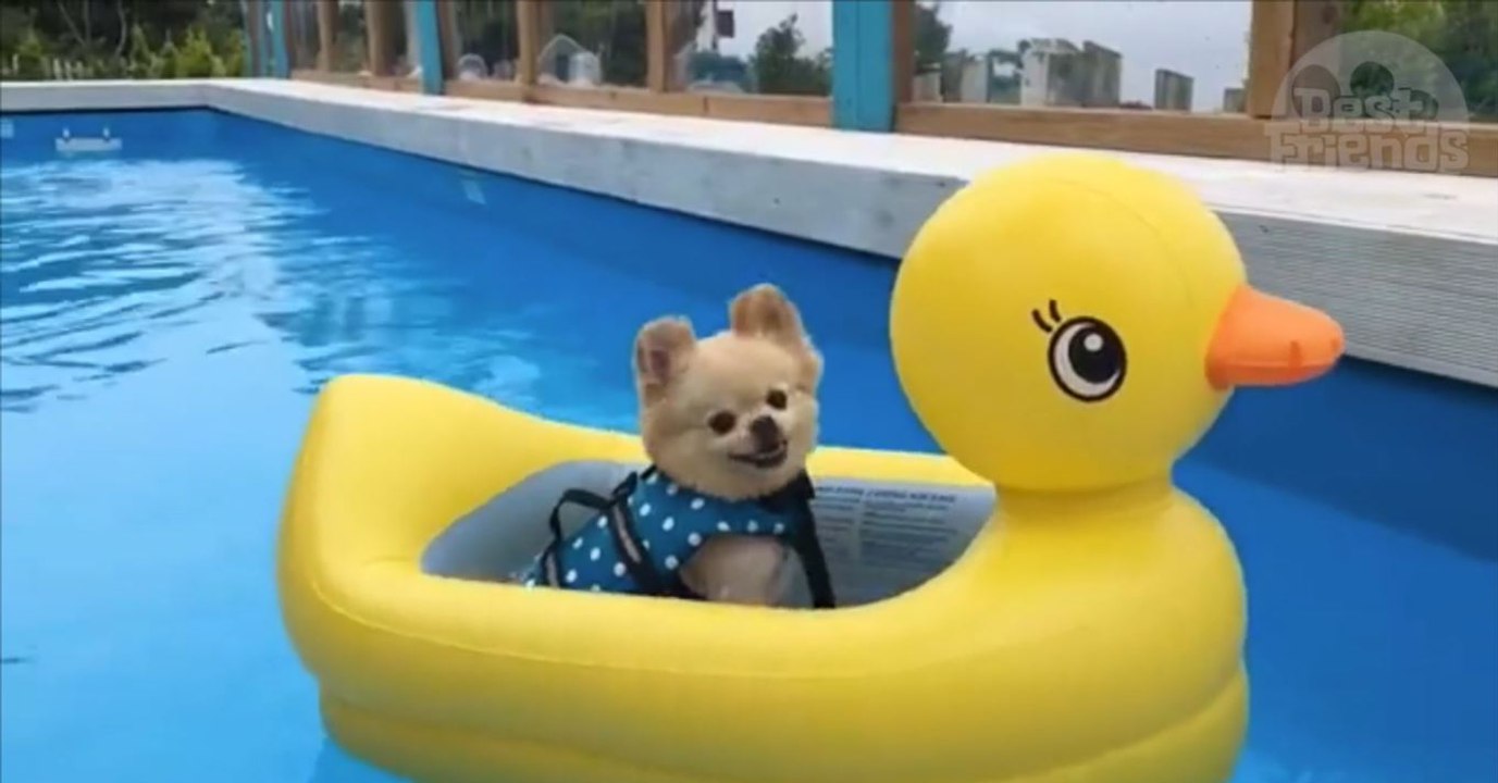Ce petit chien profite de la piscine à bord de son canard gonflable!