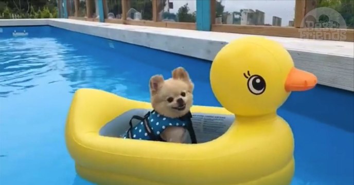 Ce petit chien profite de la piscine à bord de son canard gonflable!