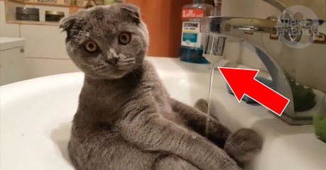 Ce chat est bien installé dans le lavabo et adore boire au robinet!