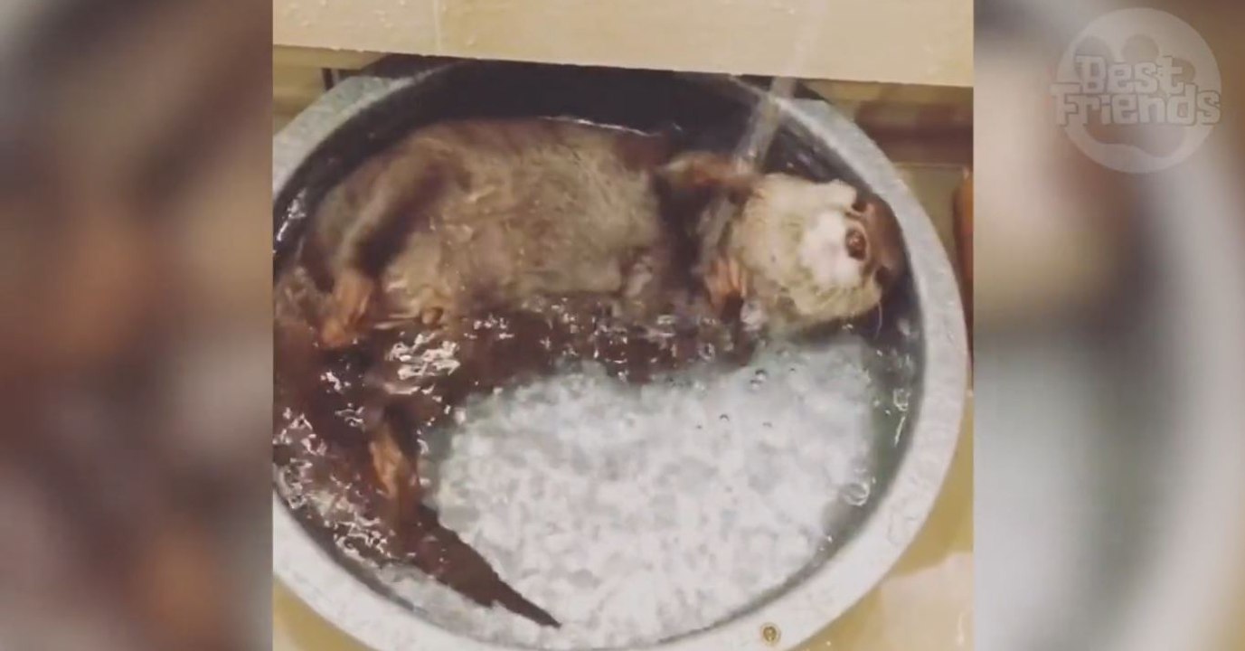 Cette petite loutre prend son bain et se fait arroser dans une gamelle d'eau