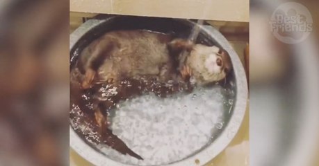 Cette petite loutre prend son bain et se fait arroser dans une gamelle d'eau