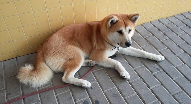 Cette chienne patiente 6 jours devant l'hôpital. La raison est très émouvante...