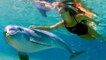 Hawaï : pourquoi il sera bientôt interdit de nager avec les dauphins