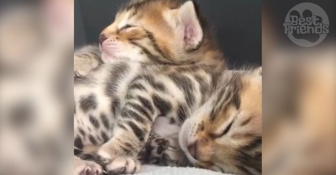 Ces deux adorables bébés Bengals se font un énorme câlin