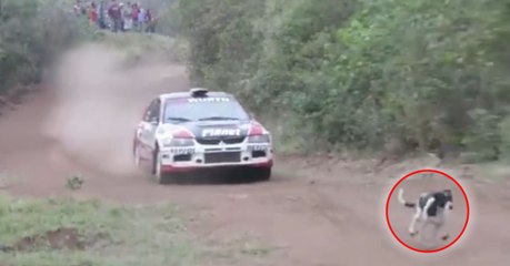 En Bolivie, un chien échappe miraculeusement à la mort en pleine course de rallye