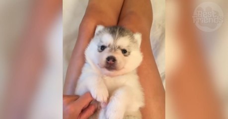 Cette femme câline son bébé Husky, et vous allez craquer
