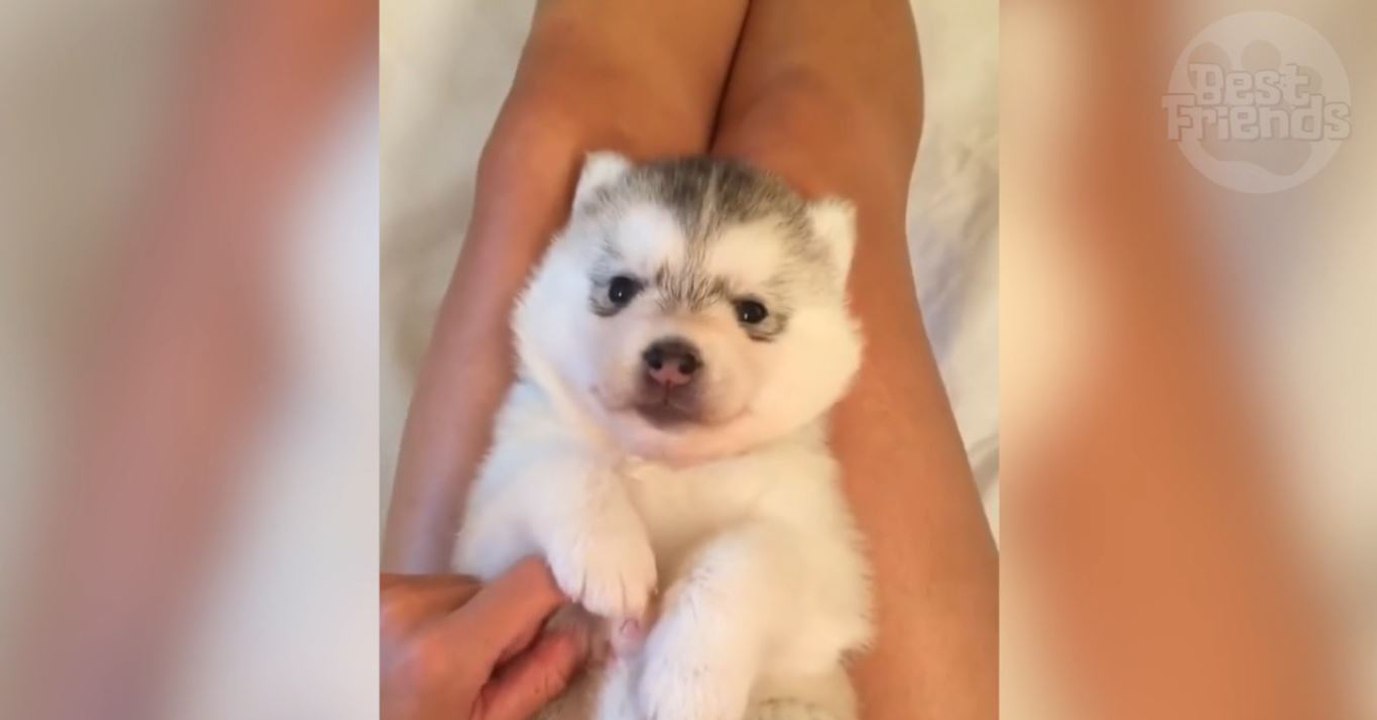 Cette femme câline son bébé Husky, et vous allez craquer