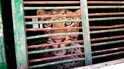 अब स्कूल में घुसा पैंथर,किया ट्रैंक्यूलाइज