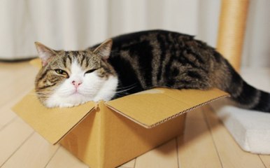 Voici la vraie raison qui fait que les chats aiment tant se cacher dans des boîtes