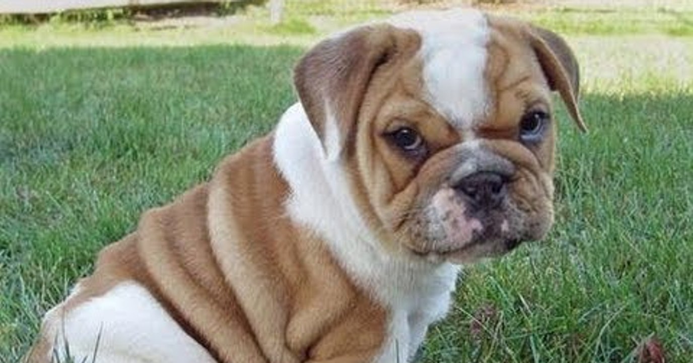 A force de les vouloir toujours plus mignons, les bouledogues anglais seraient en voie de disparition