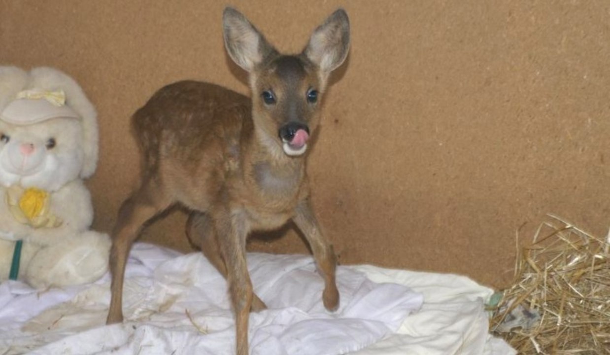 Sauvé de la mort, cet adorable chevreuil se prend désormais pour un chien de compagnie