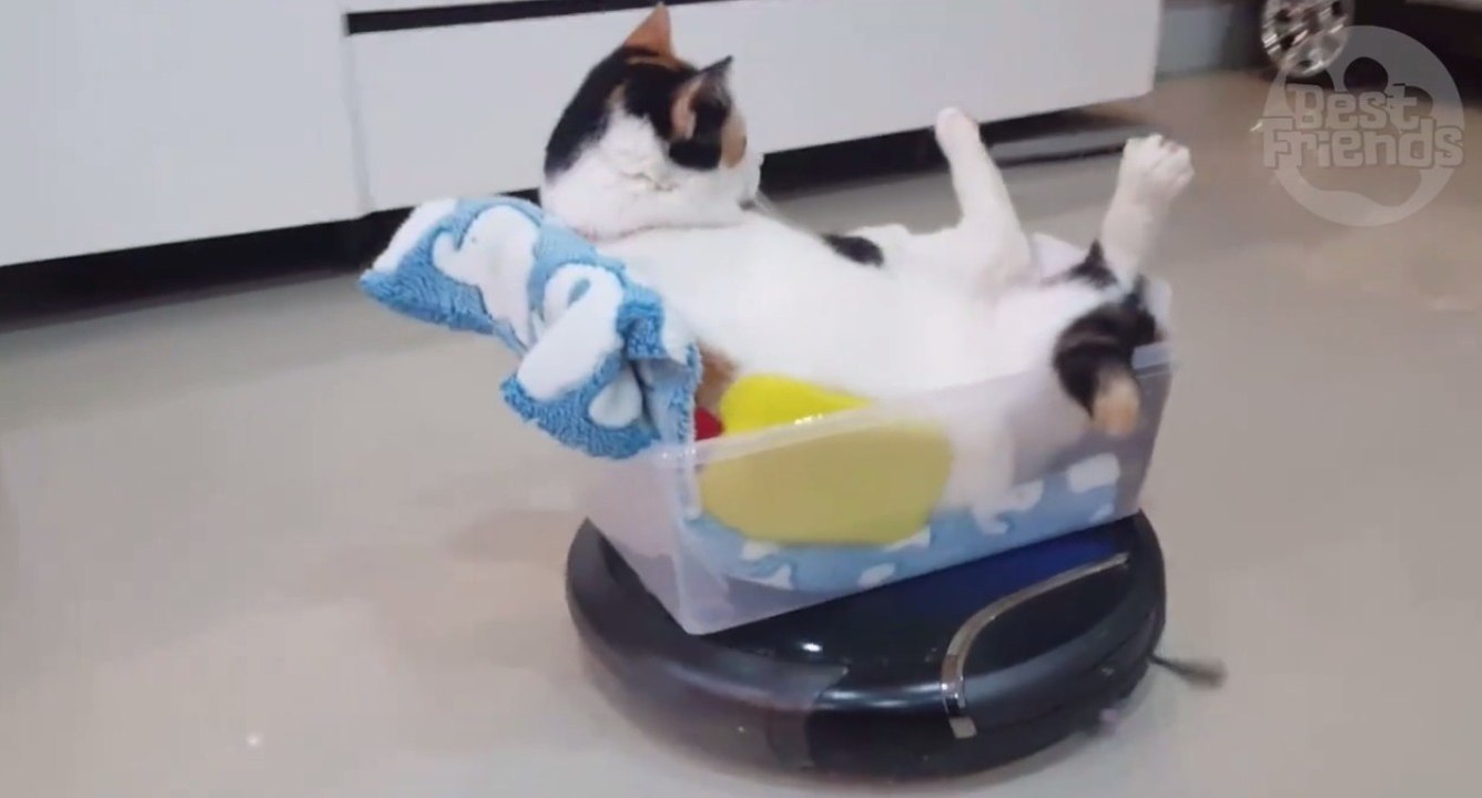 Ce chat adore se faire promener sur son robot aspirateur téléguidé