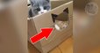 Ce chaton joue dans un carton personnalisé à son image !