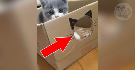 Ce chaton joue dans un carton personnalisé à son image !