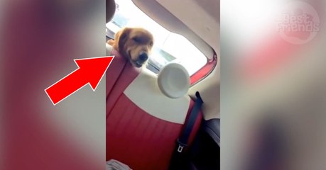 Quand elle active l'essuie-glace de sa voiture, son labrador a une réaction hilarante