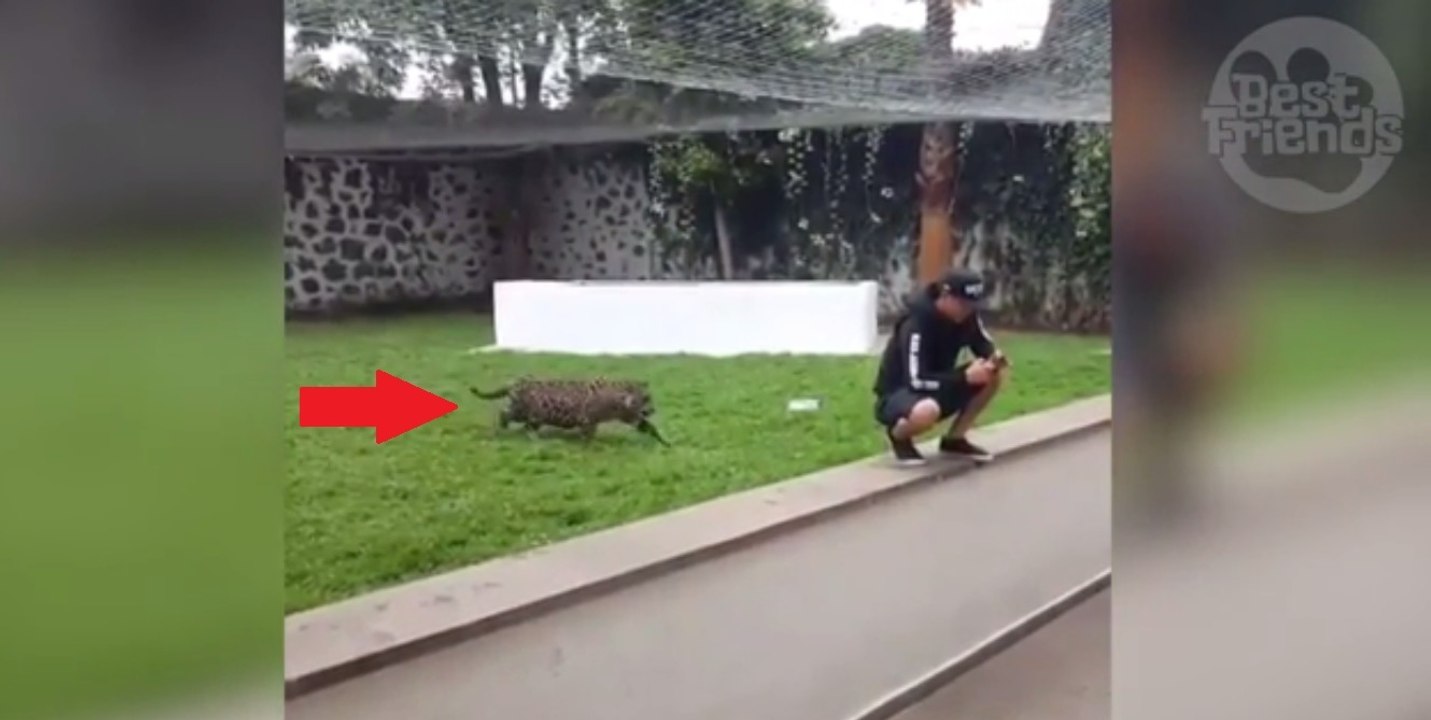 Le jaguar arrive dans son dos sans faire de bruit. Quand le jeune homme se retourne... ça pique !