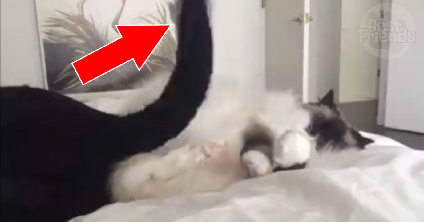 Ce chat veut faire sa sieste, mais il se fait fouetter par la queue de son compère chien!