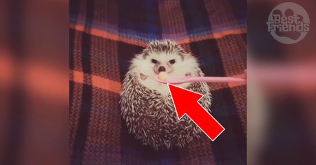 Quand elle approche sa cuillère, ce petit hérisson a une réaction vraiment adorable !