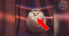 Quand elle approche sa cuillère, ce petit hérisson a une réaction vraiment adorable !