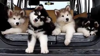 Voici 10 signes qui prouvent que votre chien vous aime