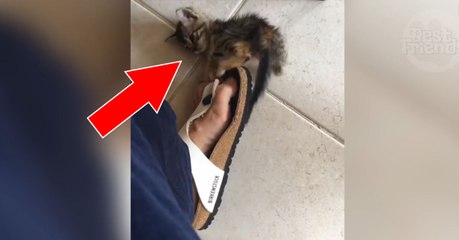 Ce chaton s'amuse beaucoup avec les sandales de son maître !