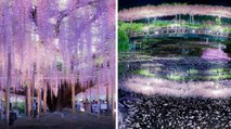 Ashikaga Flower Park (Japon) : le parc aux glycines digne du décor du film Avatar