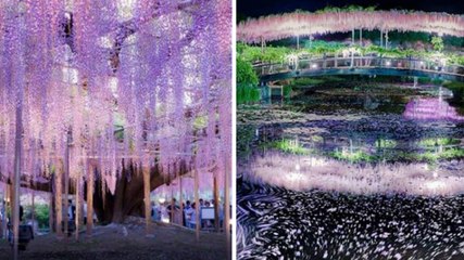 Ashikaga Flower Park (Japon) : le parc aux glycines digne du décor du film Avatar