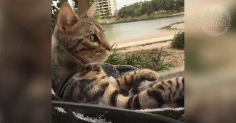 Ce Bengal profite d'une balade à vélo en compagnie de son maître