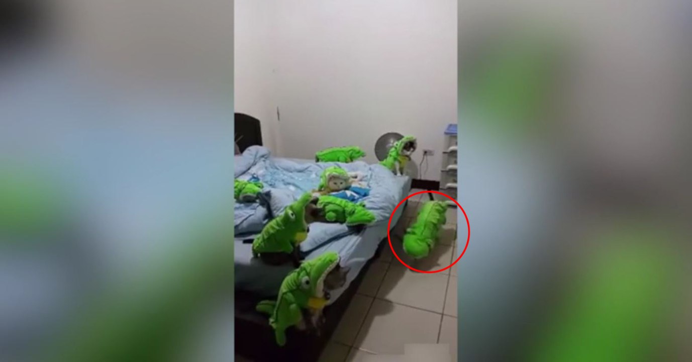 Ces 8 chats déguisés en crocodiles sont vraiment trop drôles