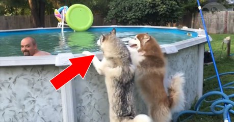 Ces Huskys ont très envie de rejoindre leur maître dans sa piscine