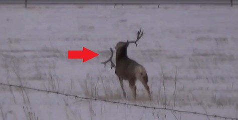 Voici comment un cerf change de bois