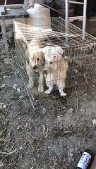 Piden ayuda para salvar a perros en La Cerdaña