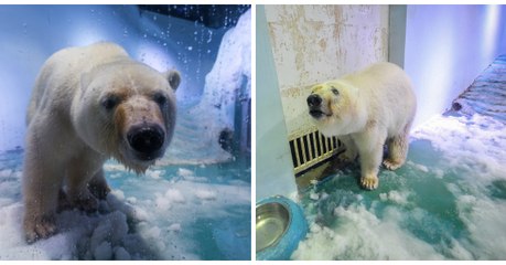 Grâce aux internautes, l'ours "le plus triste du monde" pourrait enfin être libéré de sa prison