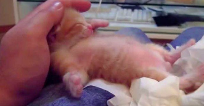 Abandonné sur un camion, ce chaton roux a été adopté par une famille... de furets !