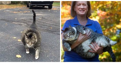 Découvrez Logan, le chat XXL qui a étonné tous les internautes