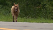 Ce chien n'a jamais accepté de vivre en laisse et parcourt plus de 6 kilomètres chaque jour