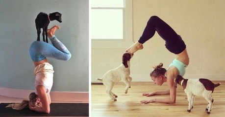 Goat Yoga : la nouvelle pratique sportive complètement WTF tout droit venue des États-Unis