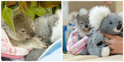 Ce bébé koala vient de perdre sa maman et s'agrippe à sa peluche pour se consoler