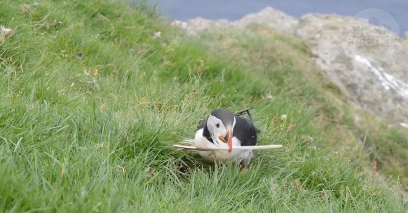 Cet oiseau essaie désespérément de faire rentrer une plume dans son trou !