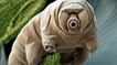 Tardigrade : ce minuscule animal est presque immortel et ne peut mourir que d'une seule manière