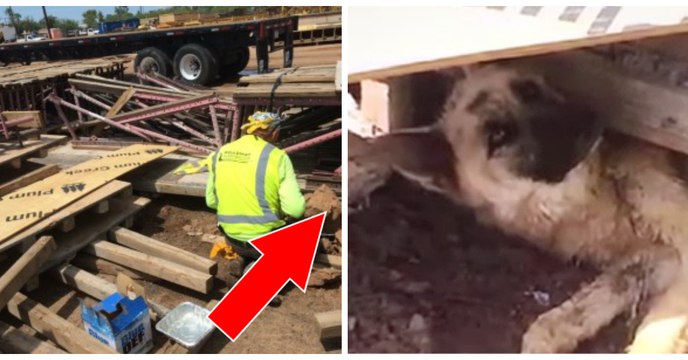 Cette chienne gravement malade a tout tenté pour sauver ses petits coincés sur un chantier