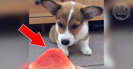 Ce jeune chien est vraiment adorable quand il mange de la pastèque