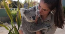 Imogen, le petit koala du Symbio Wildlife Park, profite d'un merveilleux massage