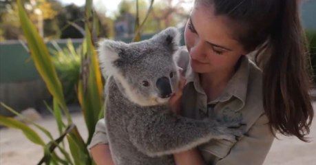 Imogen, le petit koala du Symbio Wildlife Park, profite d'un merveilleux massage