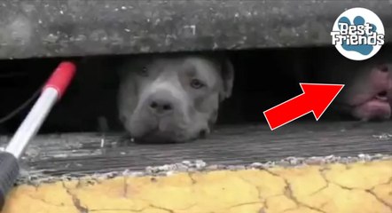 En Floride, des pompiers ont sauvé trois chiens pris au piège dans un égout