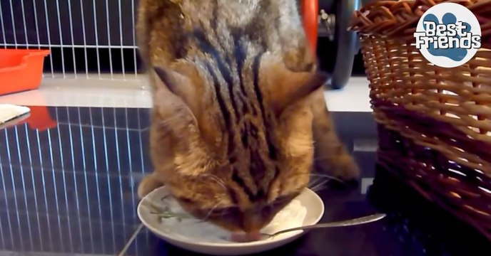 En train de manger, cette chatte cache en fait une énorme surprise derrière son assiette