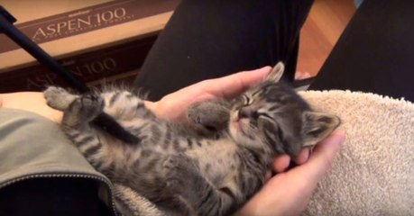 Cet adorable chaton adore se faire câliner par sa nouvelle maman