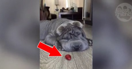 Ce Shar Pei essaie d'attraper sa fraise, et le résultat est hilarant !