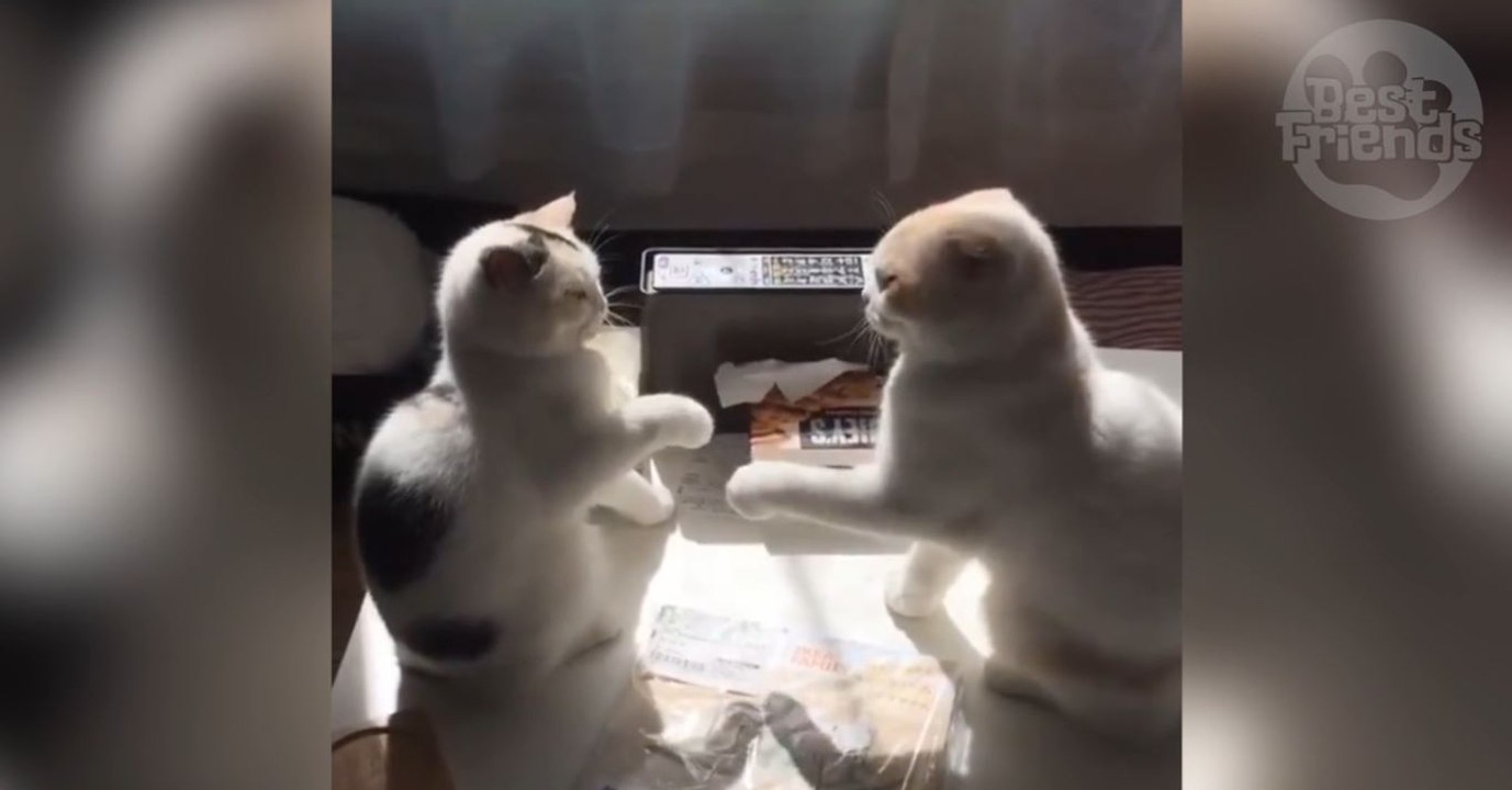 Ces deux chats se livrent au combat le plus mignon du monde